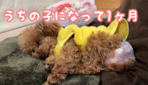 保護犬が来て1ヶ月が経ちました