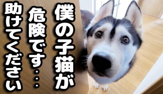 最愛の子猫が困って助けを呼びにきたハスキー犬について行くと...