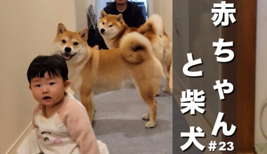 ハイハイで新しく広がった世界、それでも柴犬達が一番な赤ちゃん怪獣