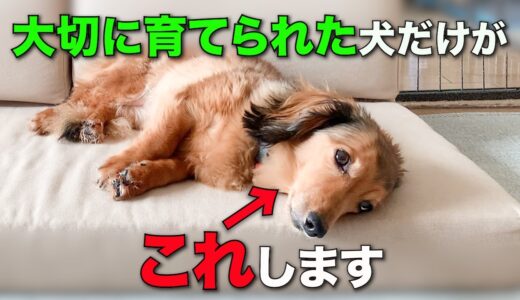 我が子のように大切に育てられた犬だけが見せる仕草7選