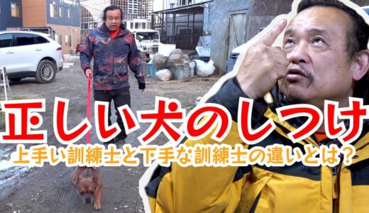 【パンク町田が教える】正しい犬のしつけ【上手い訓練士と下手な訓練士の違いとは？】