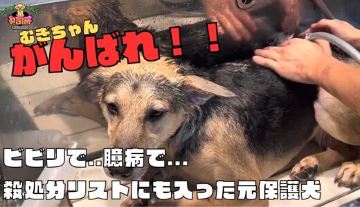 飼い主さんが殺処分ギリギリで引き取ったミックス犬をトリミング！！