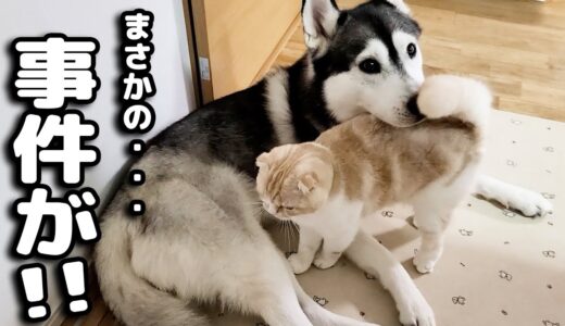 猫がいつもべったりでうざい時こうなる...笑