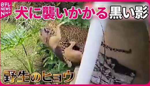 【まさか】庭でくつろぐ犬に「ヒョウ」が襲撃　連れ去られそうに…　インド