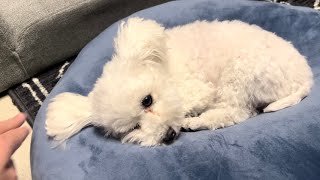 【誕生日】4歳を迎えた犬にこのあと悲劇が舞い降ります... 【トイプードル】