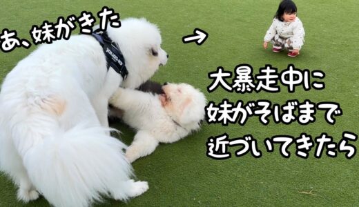 【凄すぎ】大型犬の弟と大暴れしてる所に妹が近づいてきたことに気づいた超大型犬の対応がさすがでした…｜グレートピレニーズ＆オールドイングリッシュシープドッグ＆トイプードル