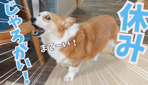 【飼い主の休日がわかる犬】休日に出かけようとするとうちの犬がこうなります