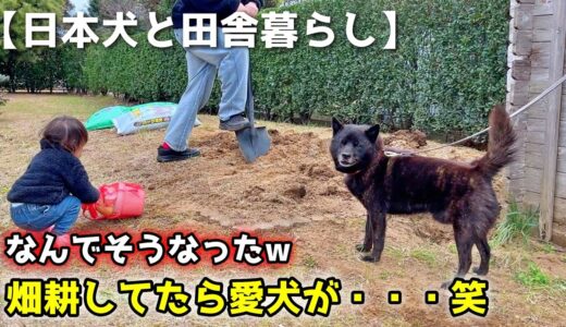 【日本犬と田舎暮らし】畑耕してたら愛犬がこうなったw