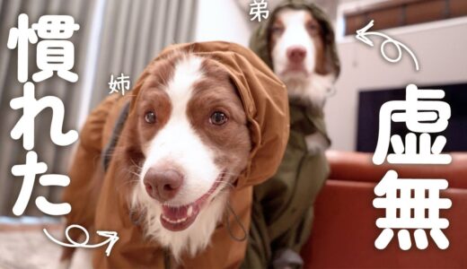 連日の雨で感情を失った弟犬とカッパを克服したかもしれない姉犬！【ボーダーコリー・オーストラリアンシェパード】