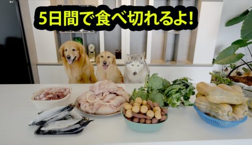 5日間で犬12匹を多頭飼いする食量は？