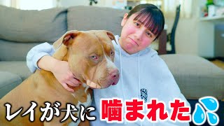 レイが犬に噛まれちゃった。散歩中に怪我？！【アメリカンピットブル】