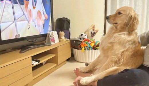 泣き叫ぶテレビの中の柴犬にも感情移入してしまうゴールデンレトリバーが可愛過ぎました…