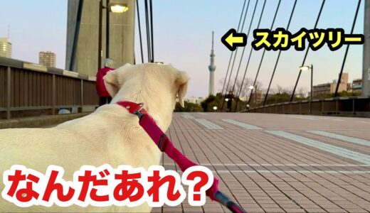 初めての東京でスカイツリーを眺める犬ベルさん