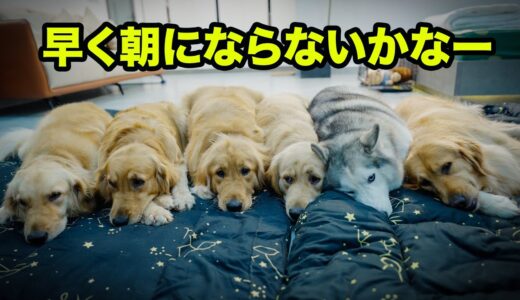 犬12匹と猫15匹を世話しているトビファミリーの幸せな朝ルーティン