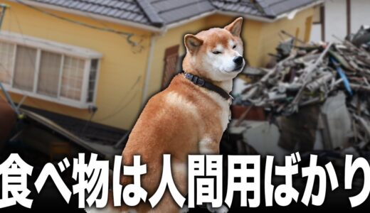 【マズイ】発災から２ヶ月…避難所に残る犬たちの現在…