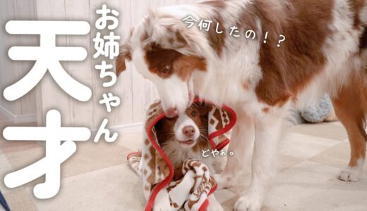 自分でお布団をかける賢すぎる姉犬を見て何度も驚く弟犬が可愛い(笑)【ボーダーコリー・オーストラリアンシェパード】