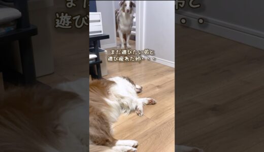 どうしても遊びたくて姉に犬語で交渉する弟犬が可愛い😂【ボーダーコリー・オーストラリアンシェパード】 #shorts