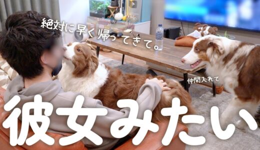 大好きなパパをお見送りする愛犬の甘え方が彼女みたいで可愛すぎた・・・♡ 【ボーダーコリー・オーストラリアンシェパード】