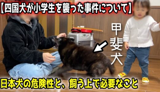 【四国犬が小学生を襲った事件について】甲斐犬も、同じです