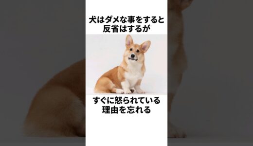 【雑学】あまり知られていない犬の秘密Part.6