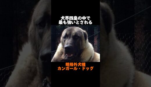 みんなは知ってる？最強すぎた犬の話[カンガールドッグ雑学]  犬界四皇ラスト!