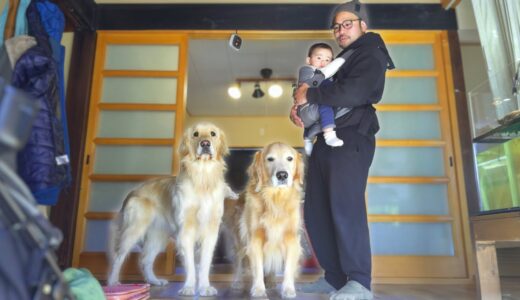 【ワンオペ】パパ一人で０歳児と大型犬二頭を子守りする事になりました。