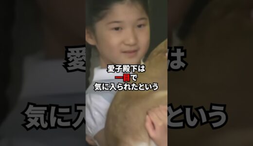 敬宮愛子様と保護犬に関する逸話　#日本 #感動する話