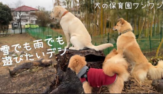 【犬の保育園ワンワン】雪でも雨でもガンガン遊ぶ子たちが凄かった😳