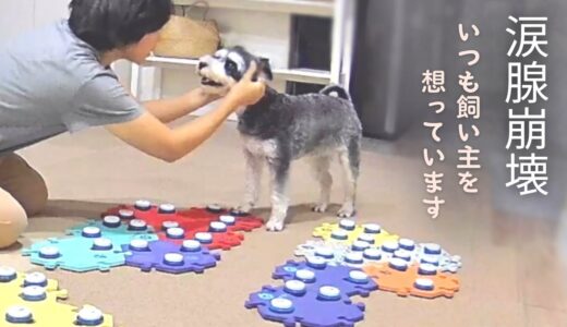 【感動】犬が人の感情を読み取ることを証明してくれました/喋る犬