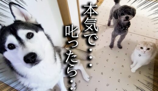 本気で叱ったら猫が犬を連れて文句を言いに来ました...