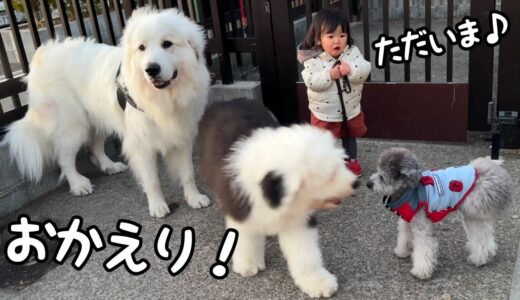 【おかえり！】久しぶりの妹との再会に愛犬たちが興奮しすぎて大変だったのでドッグランに連行しましたw｜グレートピレニーズ