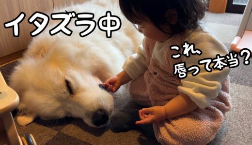 【ついに笑】超大型犬のアレの気持ちよさを知ってしまった妹がガチすぎましたw｜グレートピレニーズ