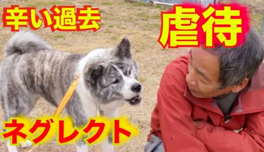 【秋田犬】虐待と経験不足からのロックオンと散歩の問題行動