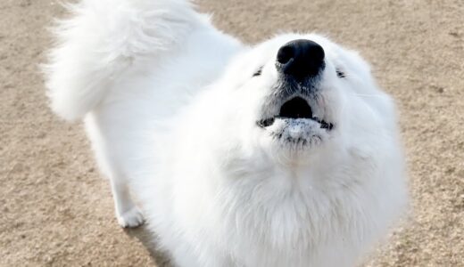 ドッグランで不満ごとがあるとわざわざ報告にくる犬