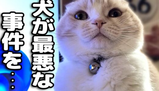 徹夜で仕事して寝落ちしちゃったら猫が何かを伝えにきたのでついて行くと…