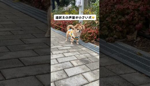 うわうわ鳴く声が聞こえないハナ