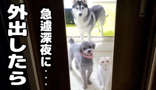 深夜にこっそり出掛けたら猫と犬に見つかりこうなっちゃいました…