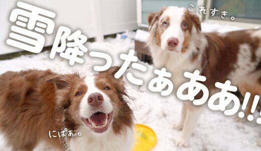 初雪にはしゃぐ先住犬と生まれてはじめて見た雪を秒で好きになった弟犬が可愛い(笑)【ボーダーコリー・オーストラリアンシェパード】