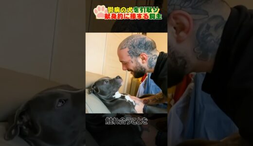 鬱病の犬を引き取った飼主Owner who adopted a depressed dog#dog#shorts#犬#鬱病