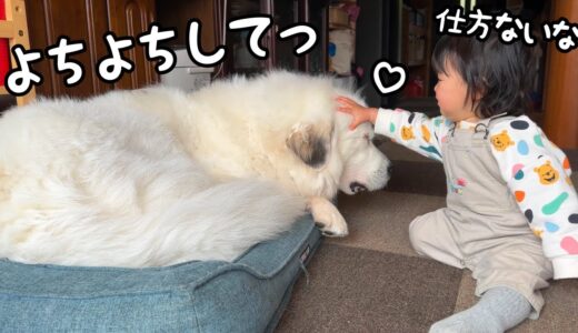 【大好き♡】超大型犬の毛を掴むことしか出来なかった妹がこんなに優しく撫でたり愛でてくれる様になりました♪｜グレートピレニーズ＆オールドイングリッシュシープドッグ＆トイプードル