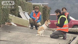 震災被害大きい地区で取り残された犬や猫の保護活動(2024年2月4日)