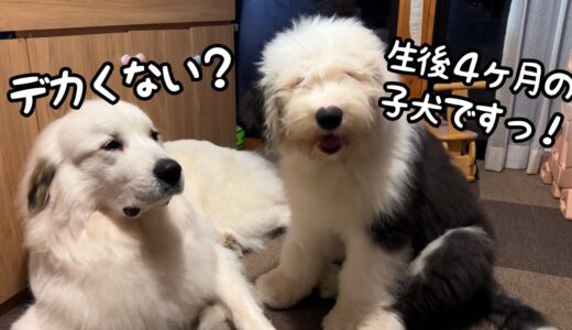 【嘘でしょ…】生後4ヶ月で超大型犬に負けないくらい大きく成長している子犬が凄すぎるw｜グレートピレニーズ＆オールドイングリッシュシープドッグ＆