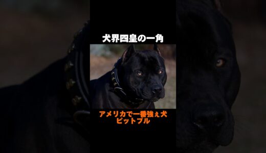 その正体は最強？最恐？最狂？[ピットブル雑学] 犬界四皇Part2