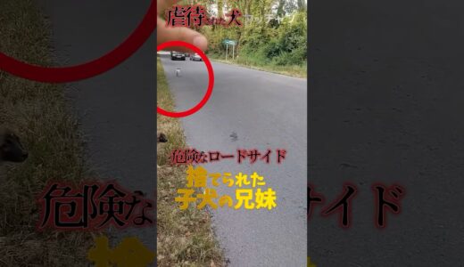 子犬が旅行の邪魔だと捨てられた..優しい老夫婦に子犬が助けを求めて来た！#shorts