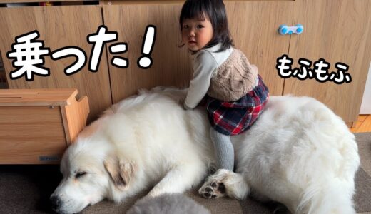 【この日が…】超大型犬の上に完全に乗っかりついに実写版もののけ姫が誕生してしまいました！｜グレートピレニーズ＆オールドイングリッシュシープドッグ＆トイプードル