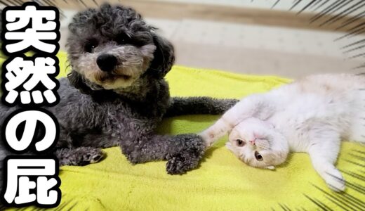 犬の強烈な放屁に猫が気絶する瞬間がこちら...