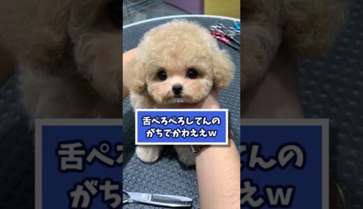 プードルの動画見てニヤけたら負けｗｗｗ　#2ch #2ch動物スレ #動物 #犬 #プードル #トイプードル  #shorts