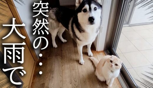 祝日で猫と犬を連れてお散歩に行こうと思ったら大雨でこうなりました…