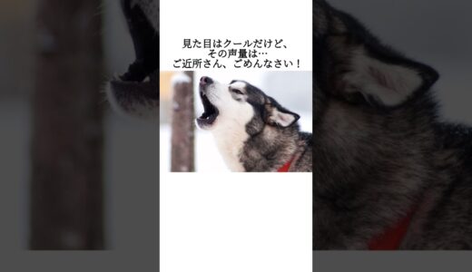 飼いにくい犬種5選 #犬 #ペット #雑学