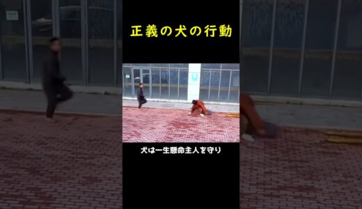 泥棒を見つけた犬の驚くべき行動！🐶